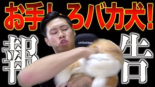 【ご報告】マナル隊たっか犬を飼う　あつ森実況