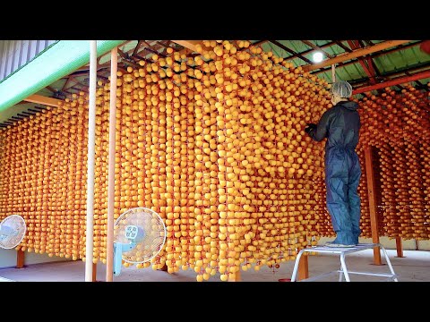 Beautiful Korean Traditional Dried Persimmon Manufacturing Process. Persimmon Mass Production Farm