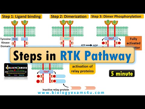Receptor Tyrosine Kinase pathway|| Steps in RTK signaling pathway
