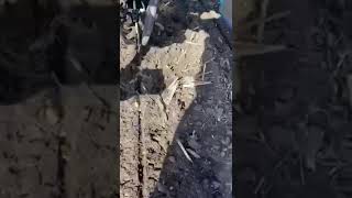 Kinze INTERPLANT 3500, 8-15, DEMO, 230ga . GIBRID! SELEKTsIYa! pneumatische Einzelkornsämaschine kaufen - Bild 4 | Agronetto CH Kinze INTERPLANT 3500, 8-15, DEMO, 230ga . GIBRID! SELEKTsIYa! pneumatische Einzelkornsämaschine | Bild 4 - Agronetto