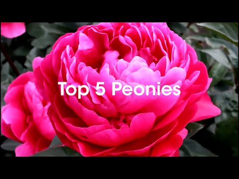 Wildwood's Top 5 Peonies 2024