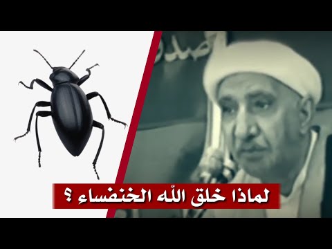 قصه قصيره .. لماذا خلق الله الخنفساء || الشيخ الدكتور احمد الوائلي رحمه الله