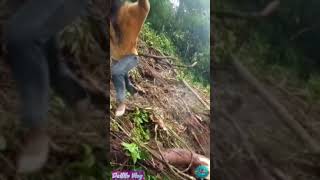 Download lagu shorts Ada cewek di tengah hutan girl in the forest mp3 Download lagu shorts Ada cewek di tengah hutan girl in the forest mp3