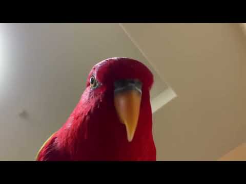 Khornate Red birb *BLOOD FOR THE BLOOD GOD.*