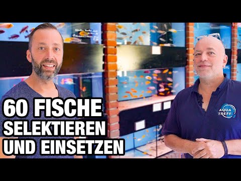 Wir Kaufen FISCH für ein 1000l Aquarium!