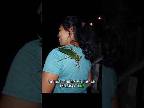 Riesenheuschrecke (Riesengrashüpfer) 🦗🦖 Das kann jeden erschrecken #Insekten #Tiere #Natur