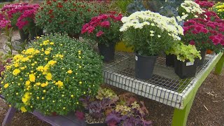 You Can Grow It: Planting some fall color