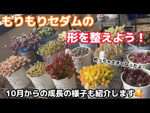 ロックセダム、ヒマラヤンセダム 植物
