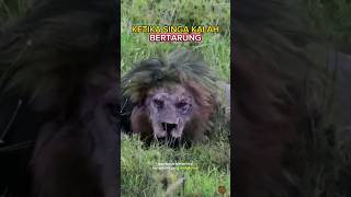Download lagu Pertarungan Raja Hutan Yang Dramatis #shorts #lion #singa mp3