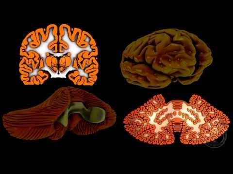 Neuroanatomie - Le cervelet