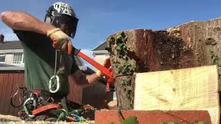 3 Best Tree Services in Swansea, UK - Expert Recommendations