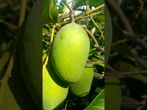 mango  juice mango varity. mango pickle recipe#youtube# vedeo#hashtags