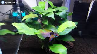 [閒聊] 水中生物能和人類互動嗎