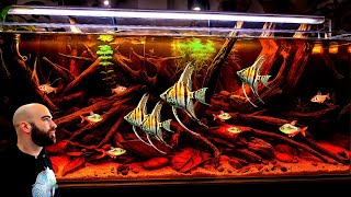 Making a Blackwater Angelfish Aquarium From Start To Finish (Minisode)