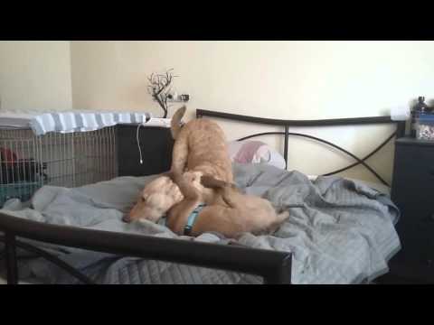 Rock in the House with Ianto and Sameen