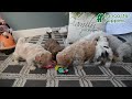 Mixed Breed dogs for sale: Cheese Puff - Video 1