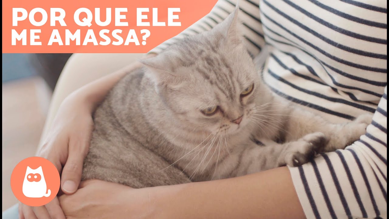 Por que MEU GATO ME AMASSA? 🐱❤️ | 6 razões pelas quais SEU GATO AMASSA você 🐾