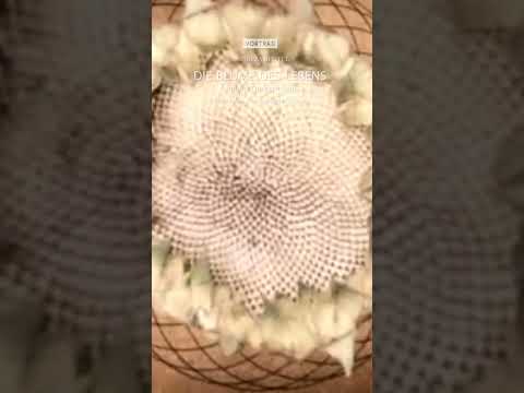 DIE BLUME DES LEBENS UND DER QUANTENRAUM // PantaRay.TV