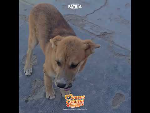 Callejeritos de Uyuni, Potosi