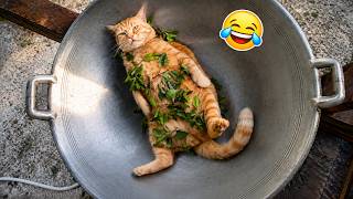 笑うなチャレンジ😂 猫のおもしろ動画2026 🐾 思わず吹き出す可愛い猫たちの珍行動集！