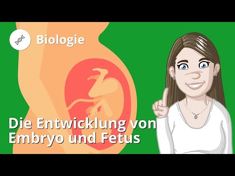 Entwicklung von Embryo und Fetus – Biologie | Duden Learnattack