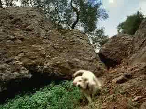 12 MONTH K9 ADVANTIX Red (for dogs 21-55lbs) Video