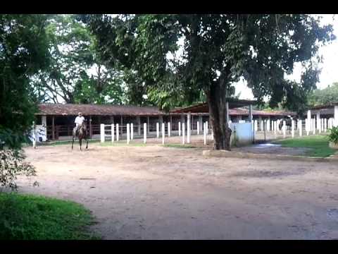 Cavalo Mangalarga Marchador - Haras Aparthorse