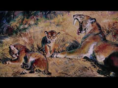 Stránská skála - video o zajímavém místě ve městě Brně, kamera L. Mlček a J. Mlček, střih P. Daněk