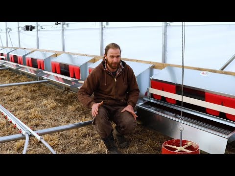The Best Nest Box for Chickens - 1000 Hens on Pasture