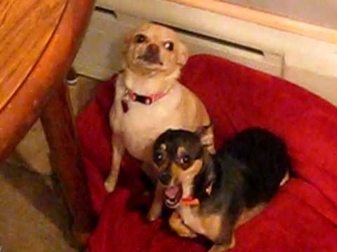 2 Guilty Chihuahuas