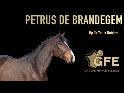 Petrus de Brandegem - 2020