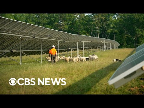 How "solar grazing" is creating a new industry