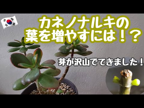 金のなる木 植物