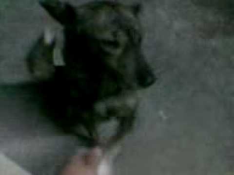 shake hand with jonjon 1.2.10.3gp