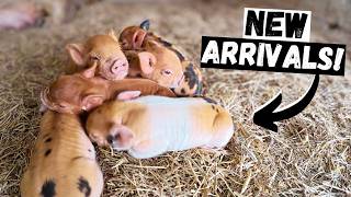 Finally! Two New Litters of Piglets Arrive on the Farm