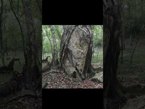 Estela 1 de Holmul. Melchor de Mencos, Petén. #guatemala #naturaleza #travel #shorts