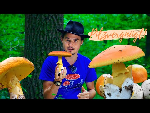 Der KAISERLING - König der Speisepilze 👑 Amanita Caesarea, ein Pilztraum wird wahr! 😀