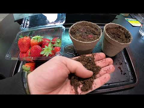 How to start strawberries from other strawberries!