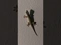 Lizard Sound