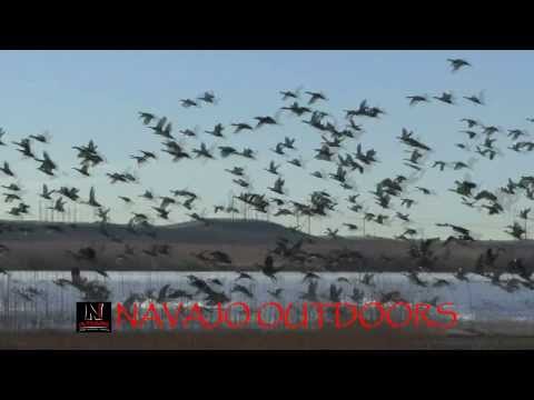 Navajo Nation Waterfowl Hunting