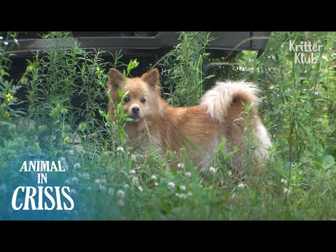 , title : 'Four Dogs Couldn't Leave The Place Where They Said Farewell To Their Owner | Animal in Crisis EP248'