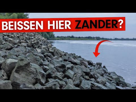 Zanderflaute bei Niedrigwasser?😨 I Ab in den Hauptstrom!