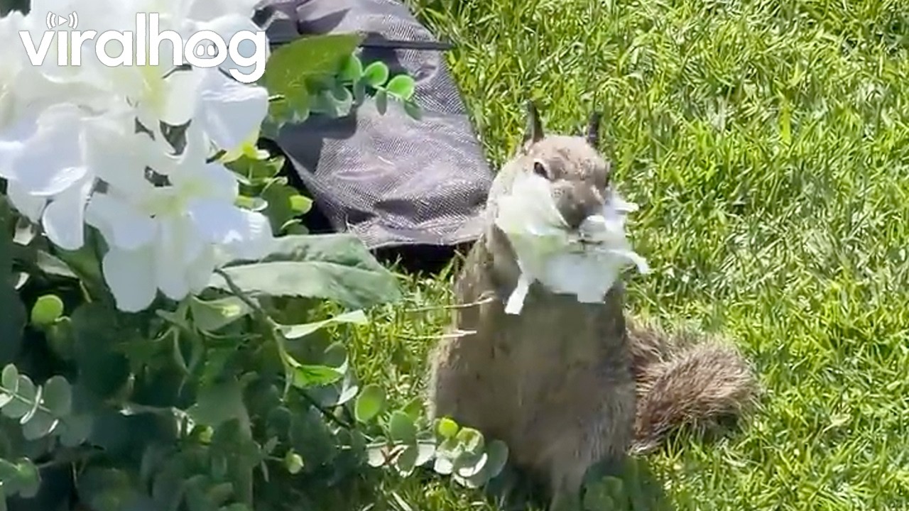 Squirrel Collecting Flower Petals at a Wedding || ViralHog