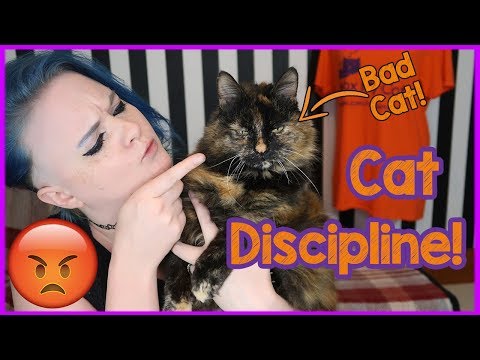 How to Discipline Your Cat Carefully and Kindly! Tips on how to Punish Your Cat and Make Them Behave
