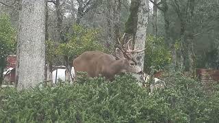 Buck 🦌 rosemary Nor-Cal