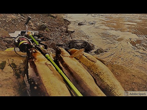 KUHAN MICROJIGAUSTA LASTUKOSKELLA | VIÄNTYVÄ MATO YLIVOIMANEN | KUHA HULLULLA SYÖNNILLÄ!