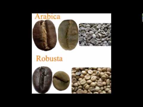 download lagu mp3 mp4 Arabica Coffee Vs Robusta, download lagu Arabica Coffee Vs Robusta gratis, unduh video klip Arabica Coffee Vs Robusta