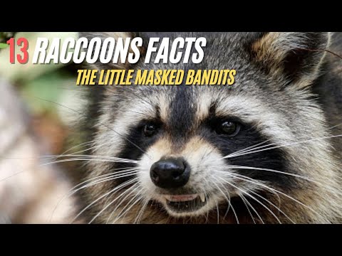 13 Facts about Raccoons !! The Little Masked Bandits