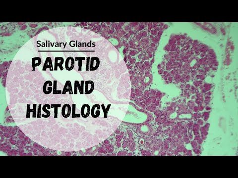 Ohrspeicheldrüse | Histologie der Speicheldrüsen