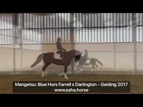 Mangetsu: Blue Hors Farrell x Darlington